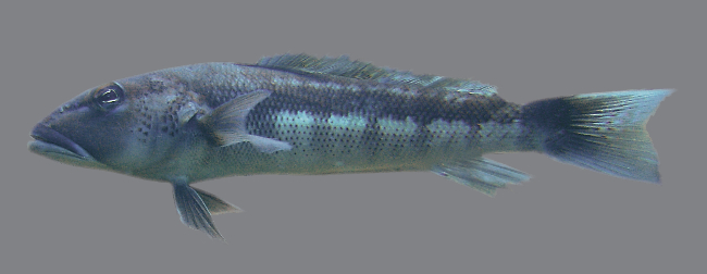 bluecod-895 bluecod-895